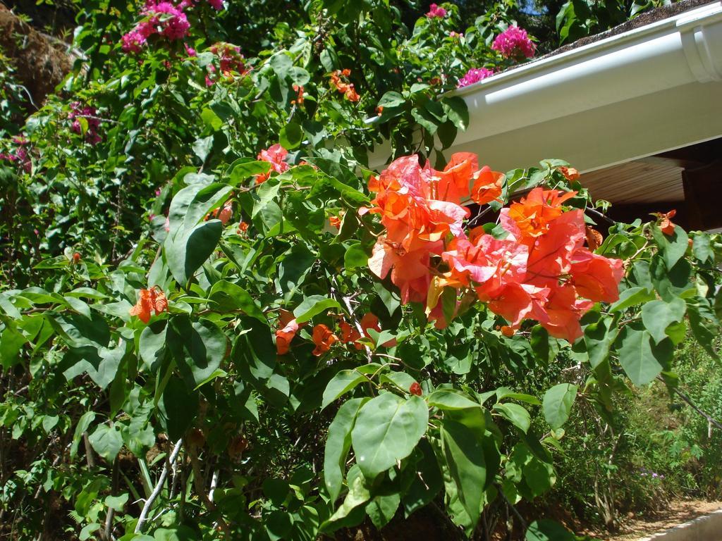 Cote Sud - Unique Villa & Bungalows Intendance Road ทาคามาคา ห้อง รูปภาพ