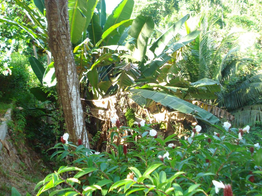 Cote Sud - Unique Villa & Bungalows Intendance Road ทาคามาคา ห้อง รูปภาพ